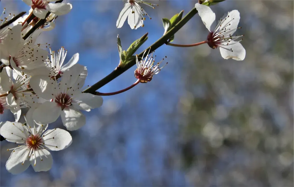W jakim miesiącu sadzimy drzewka owocowe