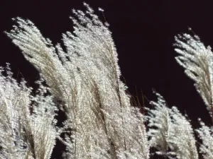 Ursus 4512 dane techniczne – specyfikacja i parametry